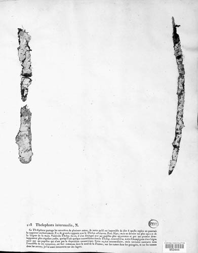 Thelephora intermedia image